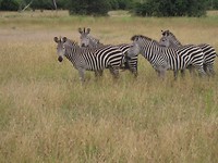 zebra's