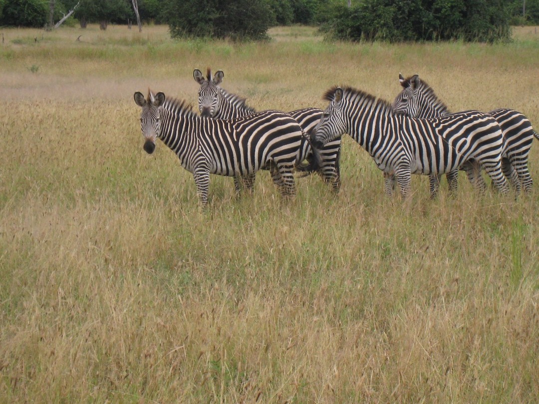 zebra's