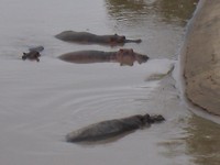 hippo's
