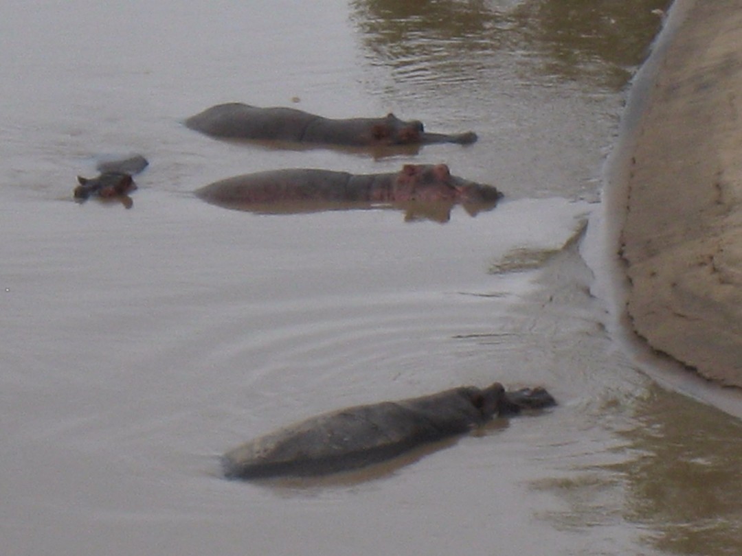 hippo's