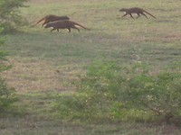 mongoose