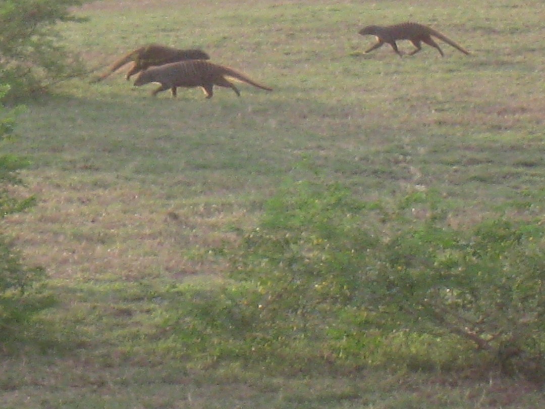 mongoose