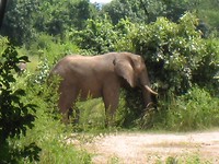 achtertuin wild life camp