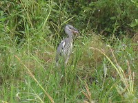 reiger verschalkt een vis met moeite