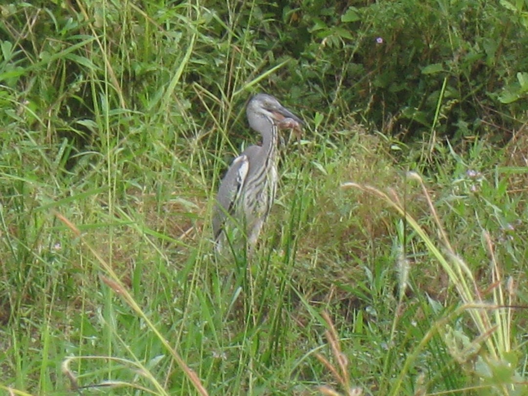 reiger verschalkt een vis met moeite