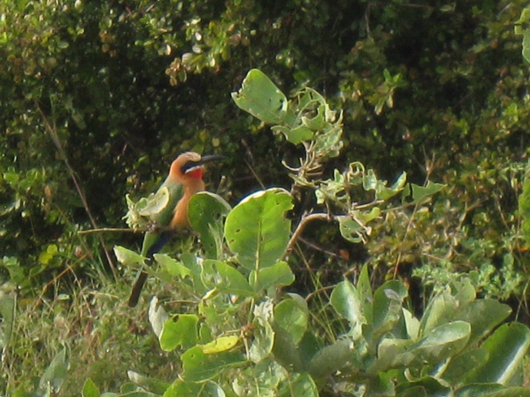 mooie vogel...