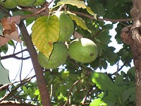 avocadoboom met enorme vruchten