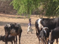 dorp zonder borehole, water uit meer gehaald waar ook koeien ingaan, gewassen en gebaad wordt