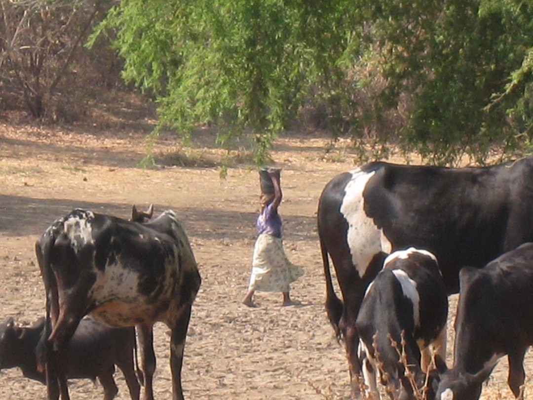 dorp zonder borehole, water uit meer gehaald waar ook koeien ingaan, gewassen en gebaad wordt