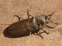 grote bruine tor