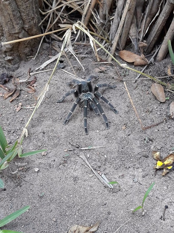 grote harige spin, gelukkig buiten gebleven