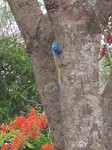 hagedis met blauwe kop