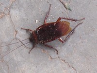 kakkerlak