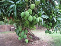 nog een paar weken dan zijn de mango's rijp, veel he
