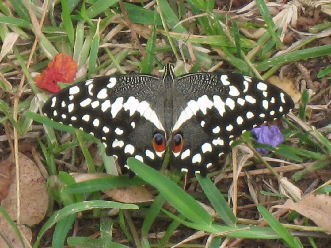 prachtige vlinder