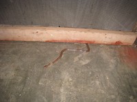 slangetje in huis