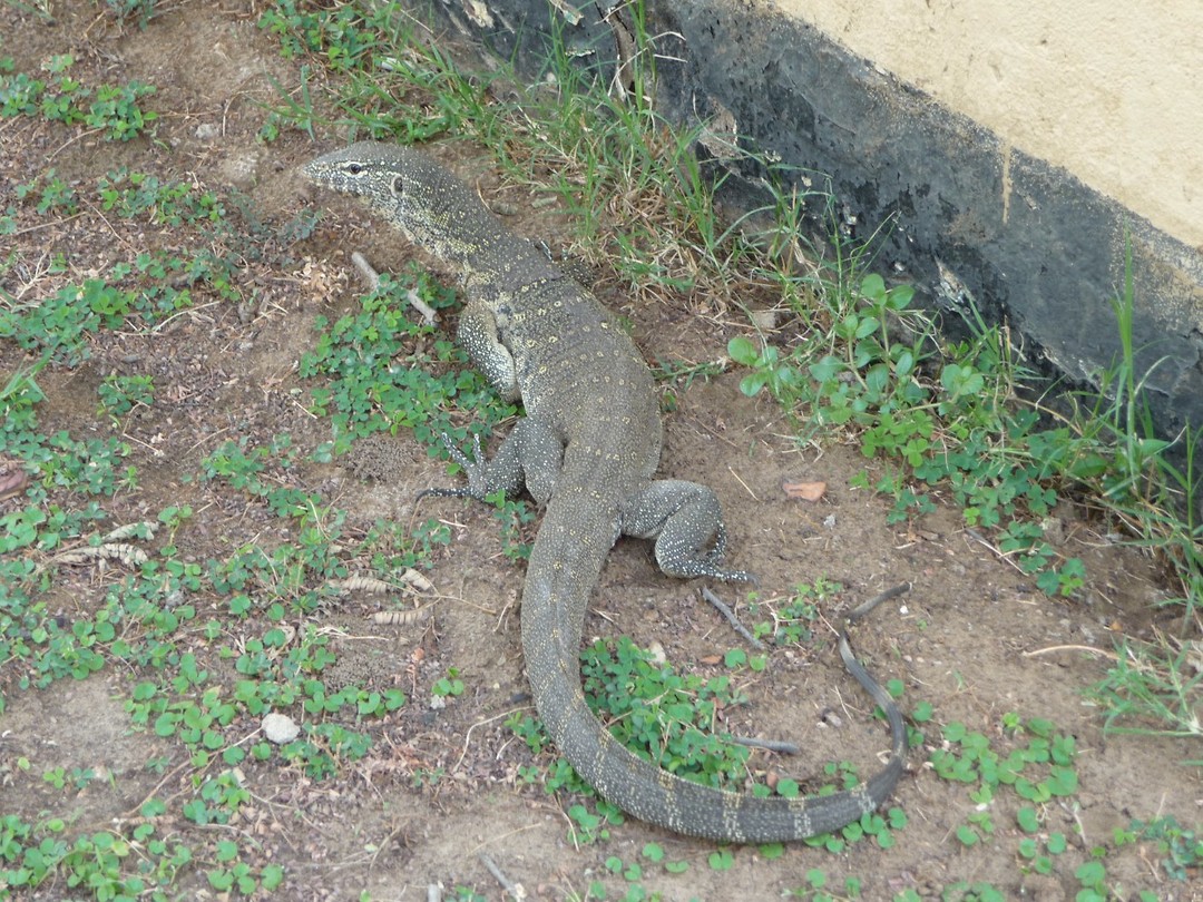 varaan