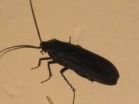zwarte kever van 6 cm