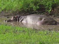 enorm beest in klein badje