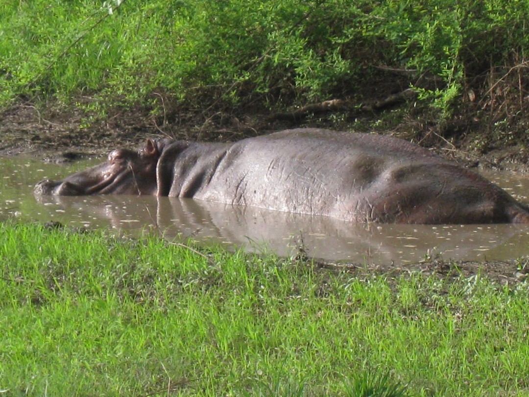 enorm beest in klein badje