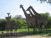 grote giraffefamilie