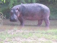 wat een oerbeest he