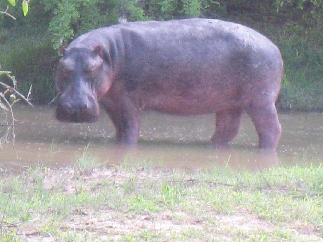 wat een oerbeest he