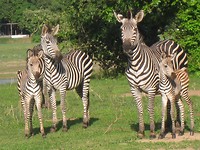 zebra's met jong