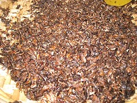 geroosterde mieren