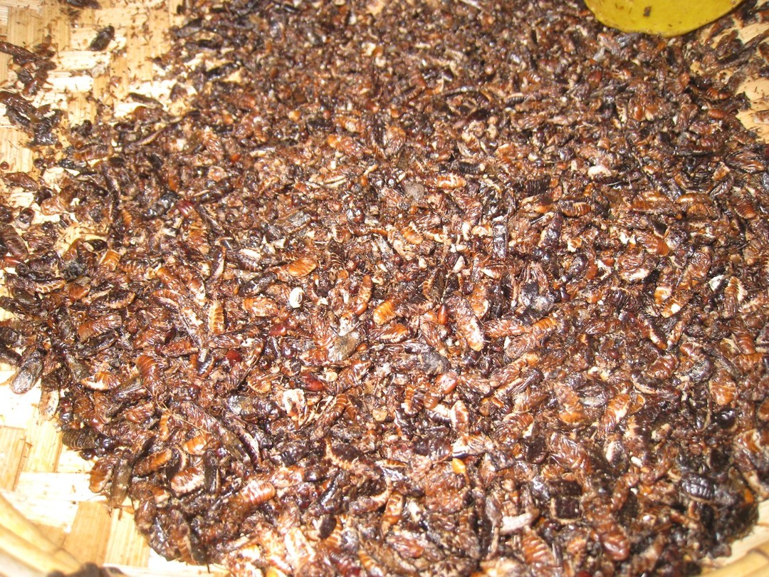 geroosterde mieren