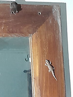 vleermuis en gekko op spiegelrand