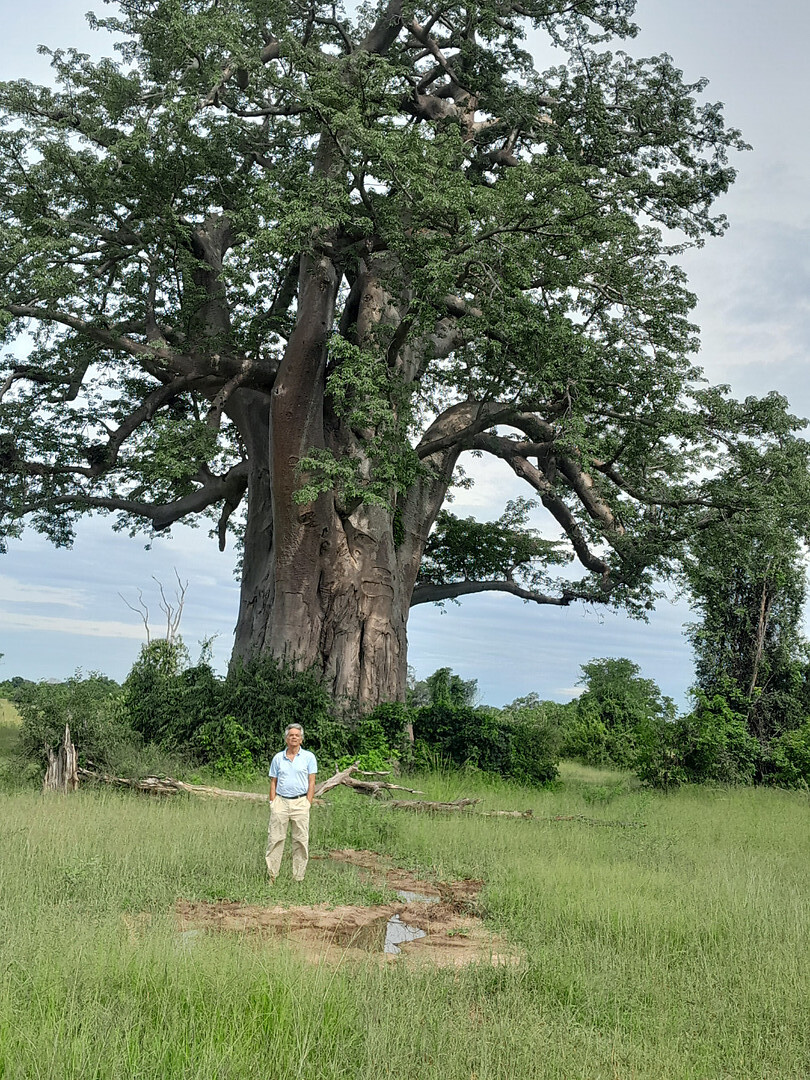 Leopold voor de big baobab