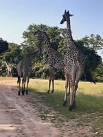 familie giraffe