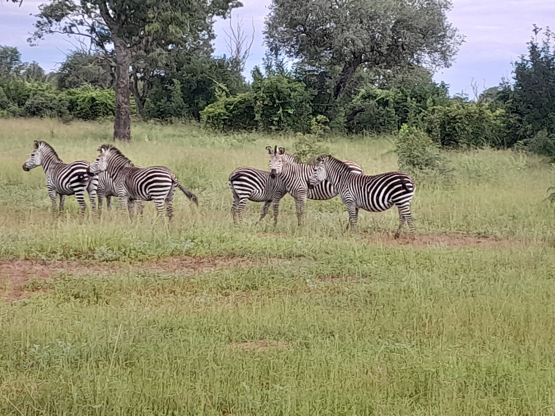zebrakudde