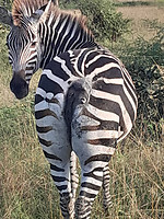 zielige zebra zonder staart, afgebeten door leeuw of luipaard, kan geen vliegen meer wegwapperen