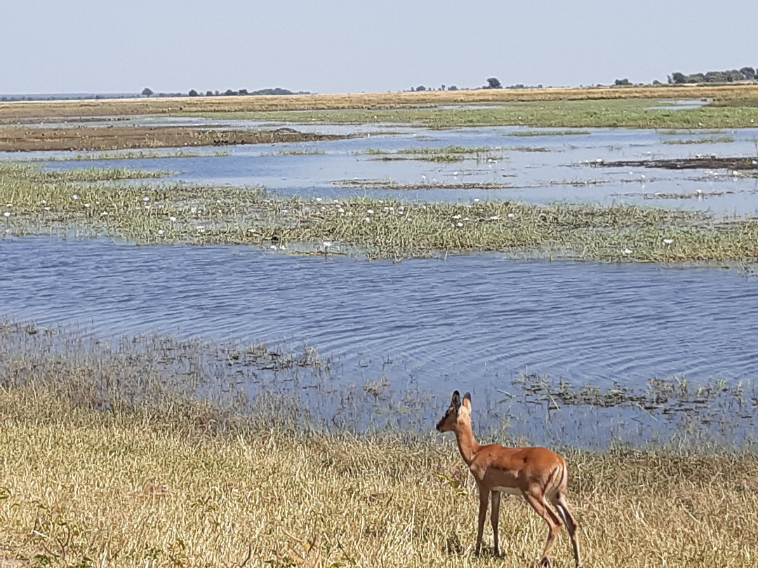 Zambezierivier met Namibie aan overkant