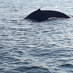 Tadoussac