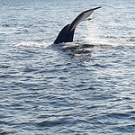 Tadoussac