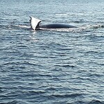 Tadoussac