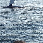Tadoussac