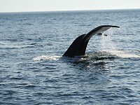 Tadoussac