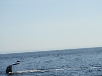 Tadoussac