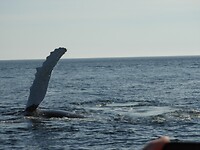 Tadoussac