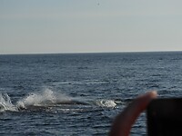 Tadoussac