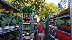 House Plant Sale