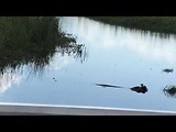 Swamp 3
