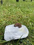 IMG_4887