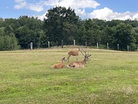 IMG_4931