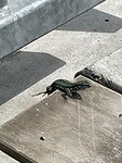 IMG_6187