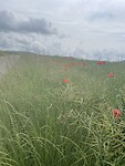 IMG_6210